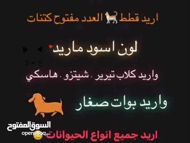 محتاج قطط زغار