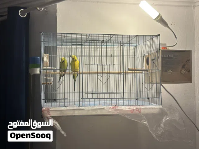 زوج انجليزي منتجين وصحة وحجم جامبو بدون القفص