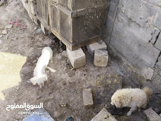 سلام عليكم جلاب نثيه وذكر السعر 75 وبيهن مجال اقره الوصف