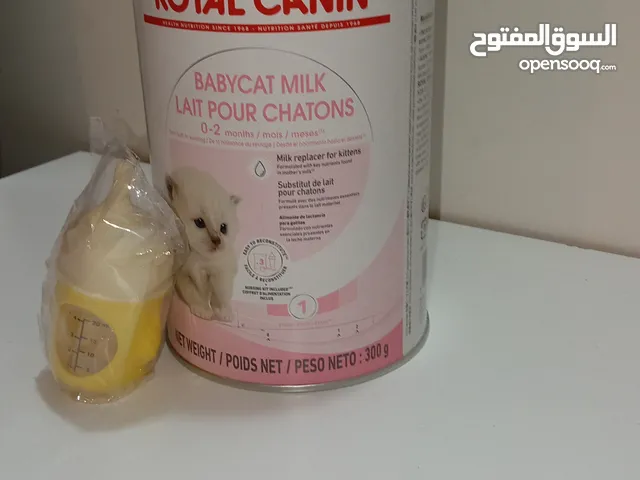 حليب قطط مخدوم 300جرام يجي معاه رضاعه التوصل على الوتس َََََََََََََََََََََ