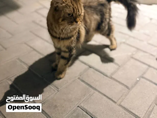 قطة شيرازي وعيالها 2عمرهم 3اسابيع بيرضعوا لسه بعجمان