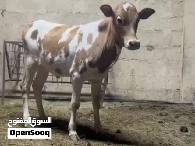 عجل نمساوي الي يدور شي زين