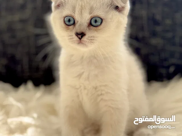 Premium Scottish Kittens for Sale  للبيع أفضل قطط السكوتش