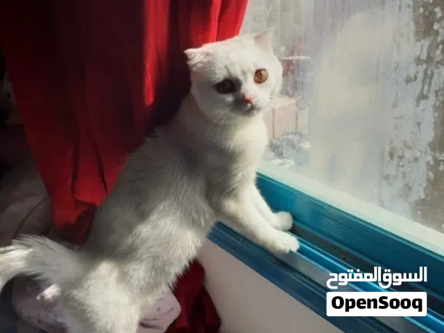 قط للتبني لدواعي السفر