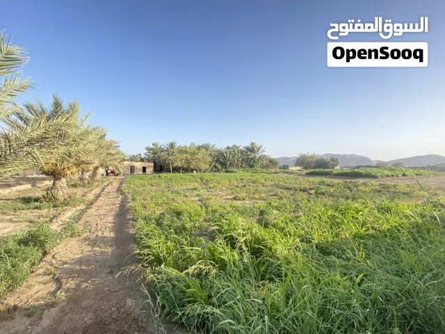 Farm Land for Sale in Al Dakhiliya Bahla