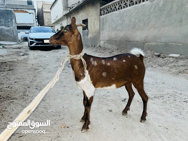قطرية نمرية درجة اول قزمة و حامل حالياً