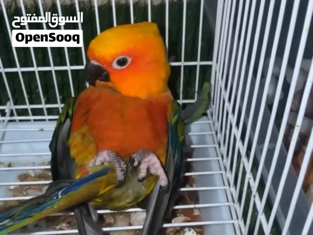 صن كنيور اليف