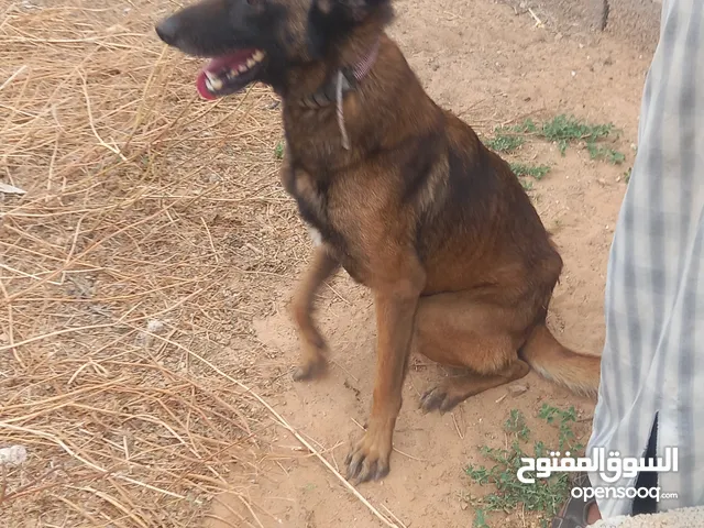 دكر مالينو مدرب نص تدريب بسم الله ماشاء الله