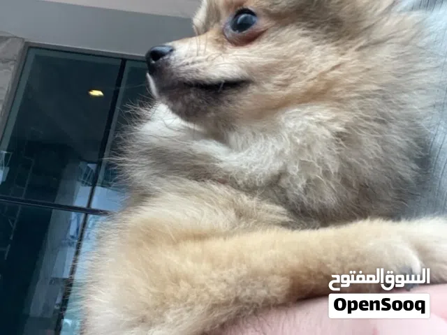 Very smart and playful Pomeranian female