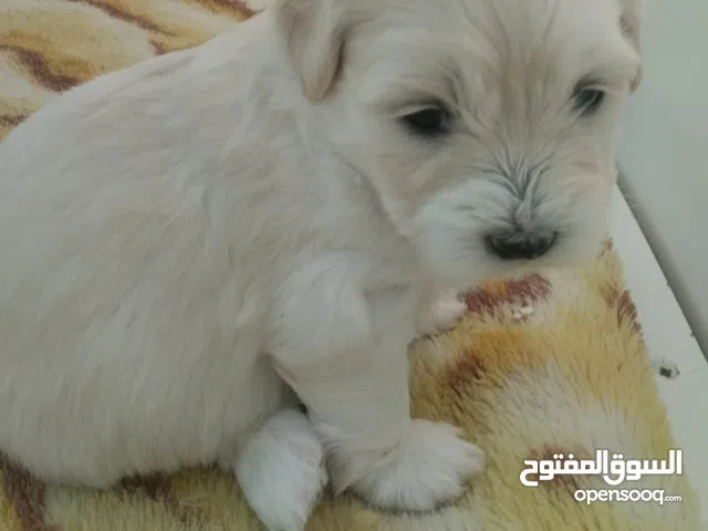 كانيشات صغار للبيع