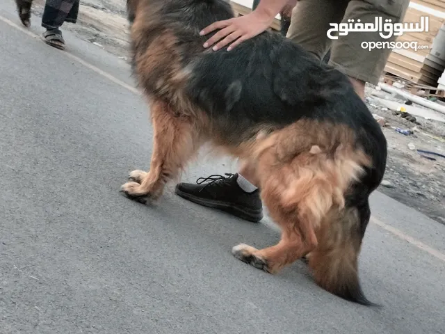 انثي جيرمن شيبرد لونج هير
