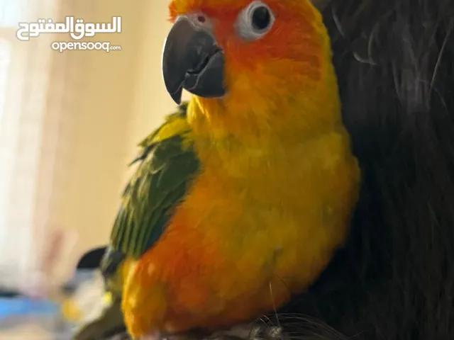 ببغاء صن كنيور اليف