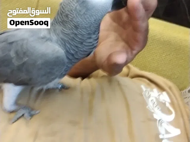 ببغاء مروض الله يبارك