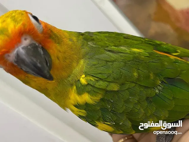 sun conure