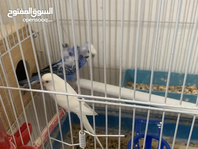 جوزين حب هوجو رومو مع أقفاصهم للبيع او بدل