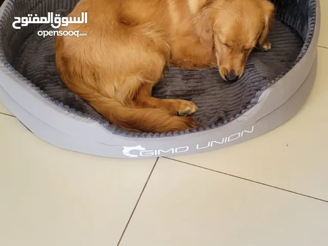 Golden retriever for sale