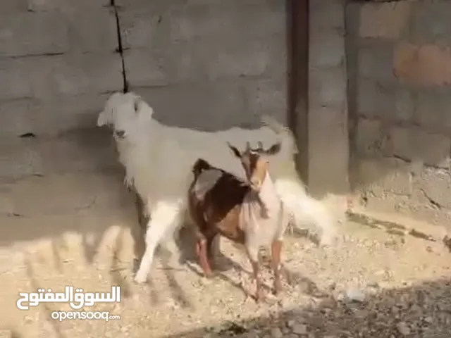 حلال للبيع