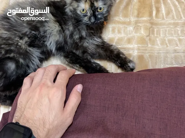 قطة هملايا مكس تركي جميلة جداً ولونها مميز وصغيره