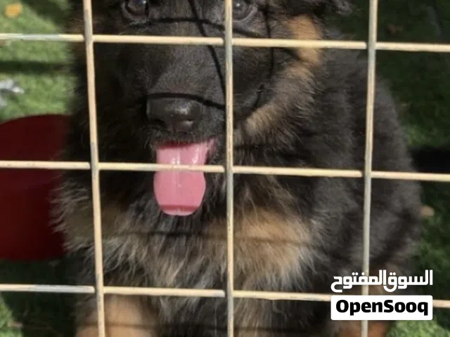 Young German Shepherd Show line Long hair puppy — 8 weeks, friendly