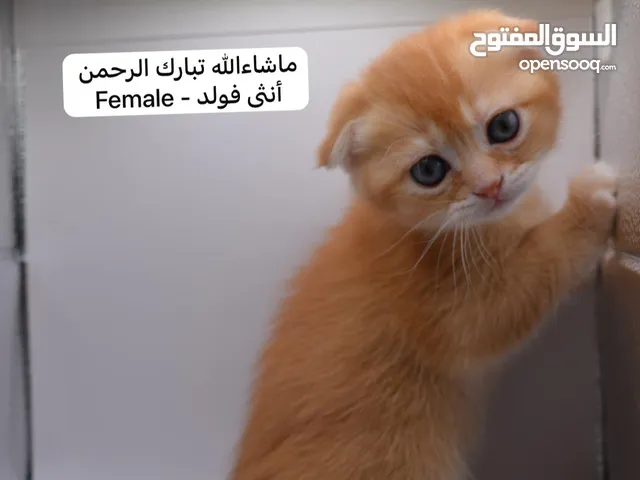 كيتن سكوتش فولد وستريت بالوان مميزة