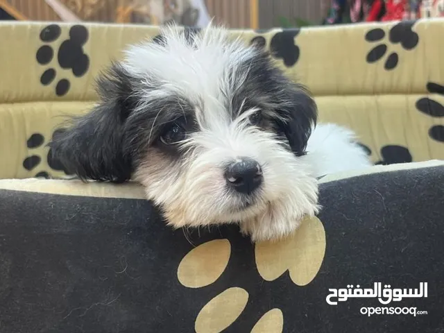 كلب مالتيز ذكر عمر شهرين