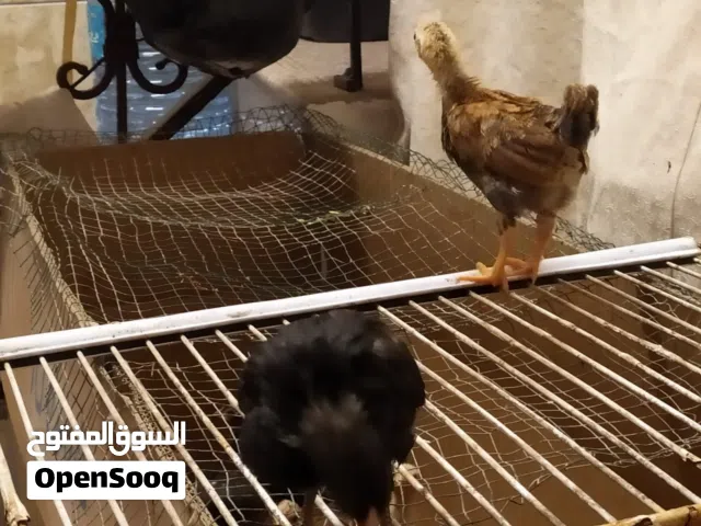 أيقونة العيد افراح دجاج مميزه والآكثر تميز بهم يصيح بعمر عشرة ايام