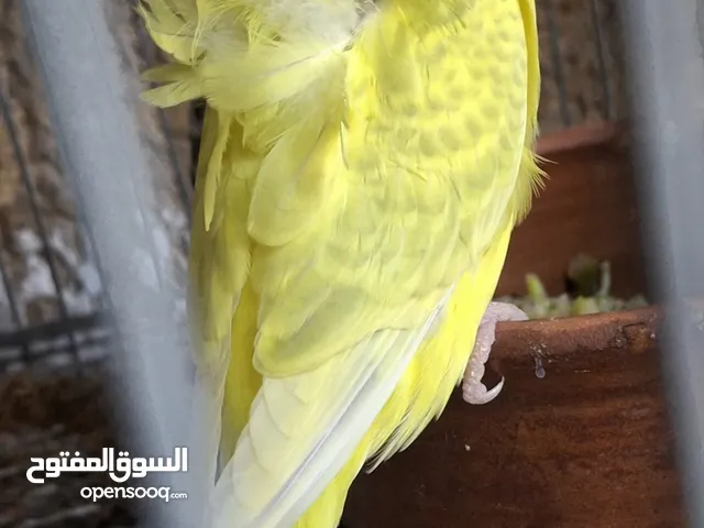 ماشاء الله ولا قوة إلا بالله... اللهم بارك لنا ولأصحاب النصيب