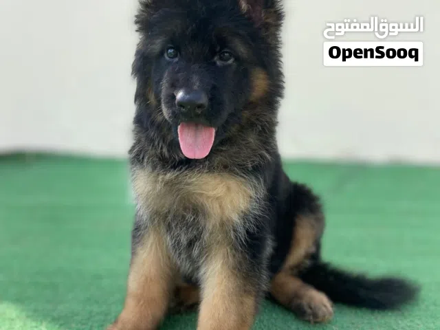 Puppies German shepherd long hair full pedigree