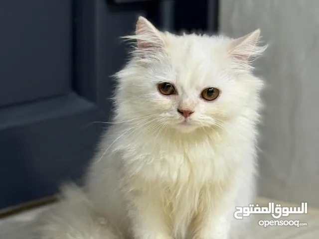 قطة صغيرة للبيع