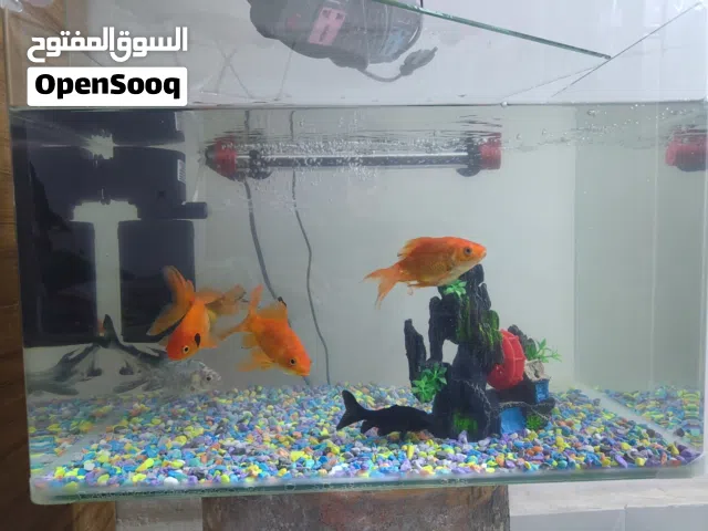 حوظ سمك معا اسماك 8ريده 55