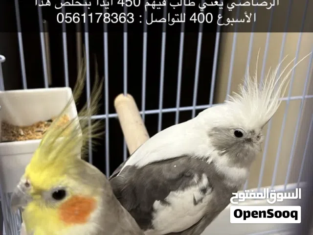 للبيع عصفورين النوع :كوكتيل