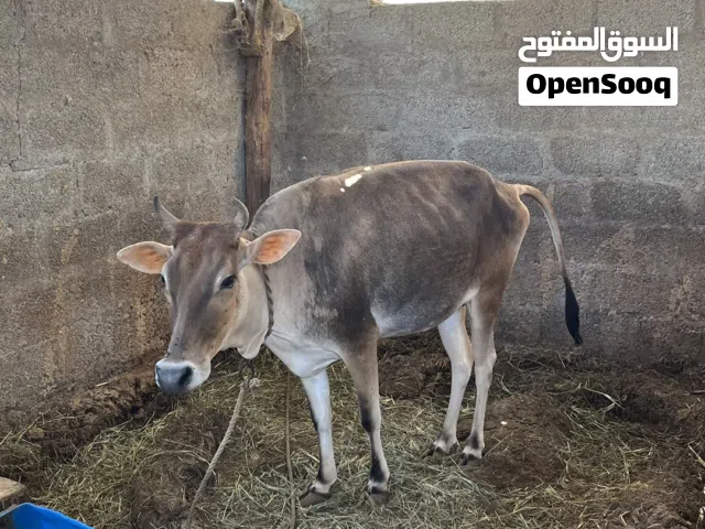 عجله عمانية للبيع سمينه