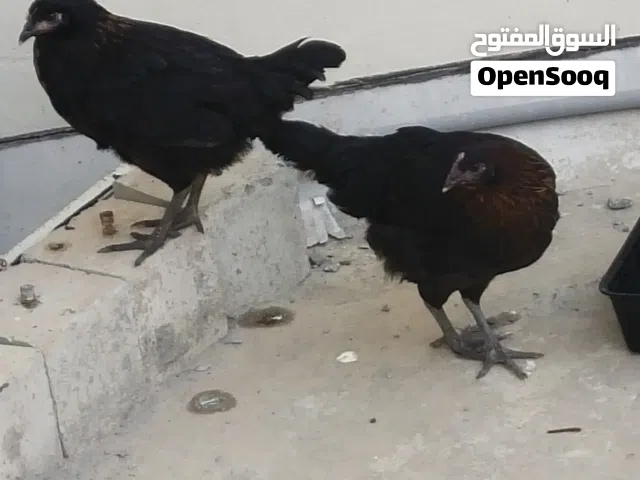 دجاج فرنسي حبتين انثى