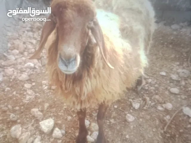 غنام اللبيع