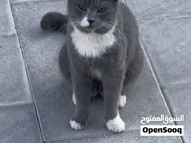 قطوة للتبني