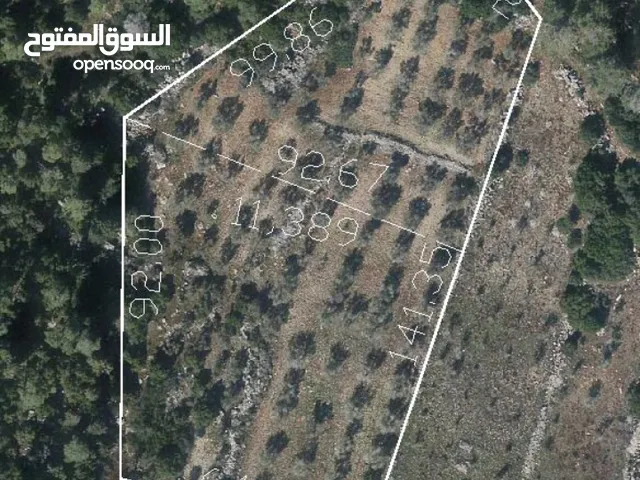 Farm Land for Sale in Jenin Other