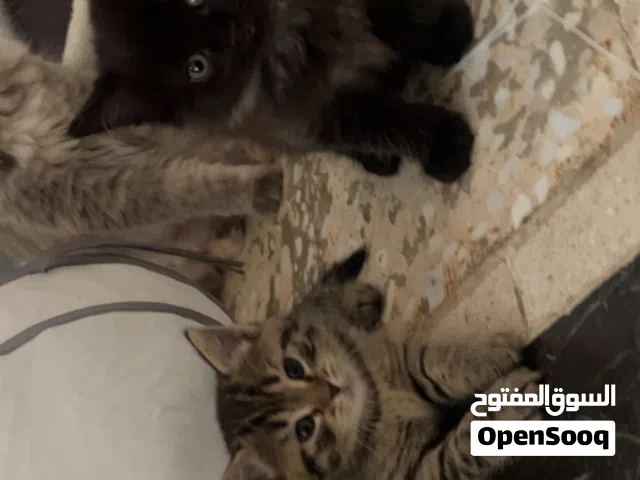 كيتنز اخوان 4 للتبني  مجانا