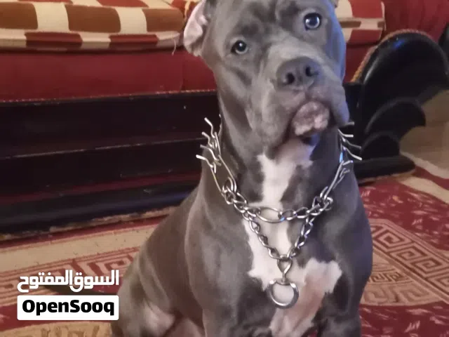 نتياه بيتبول لون البلو عندها سنه مطعمه ومعاها الدفتر مدربه طاعه وفيها شراسه فطريه متجوزتش قبل كدا