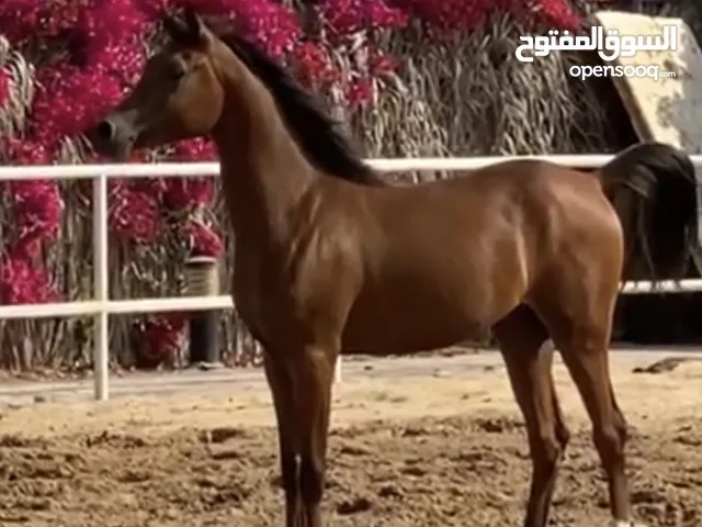 Arabic horse amazing