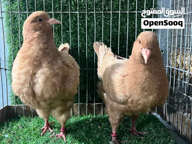 متاح فراخ كنج اهالي مستورده الماني و جوزين هومرات