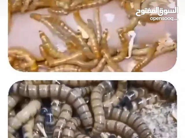 دود القبابي الحي