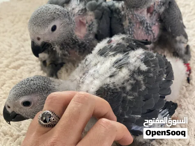 فروخ ببغاء الافريقي زنجباري