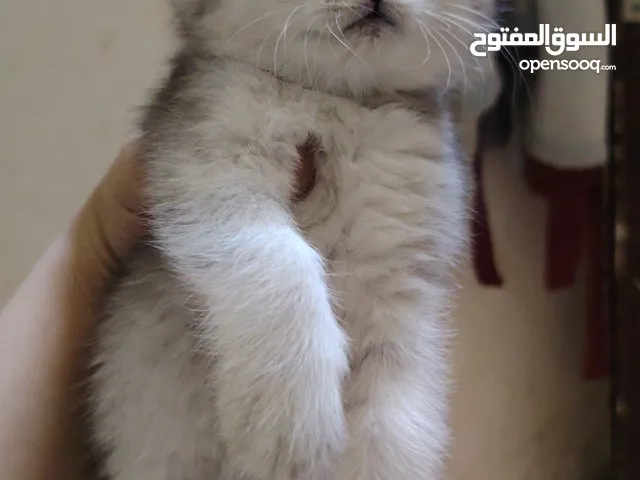 قطط سكوتش سلفر شديد للبيع