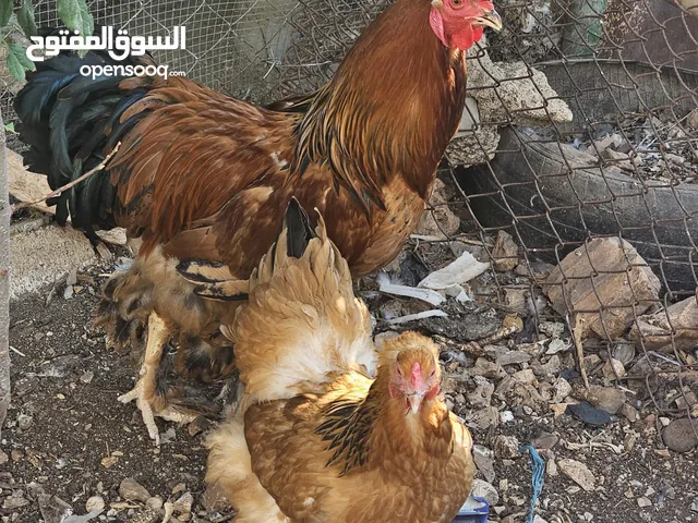 دجاج براهمي وحمام