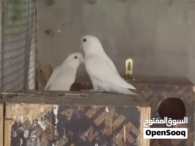 طيور روز للبيع