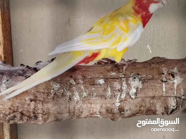 روزيلا انثي