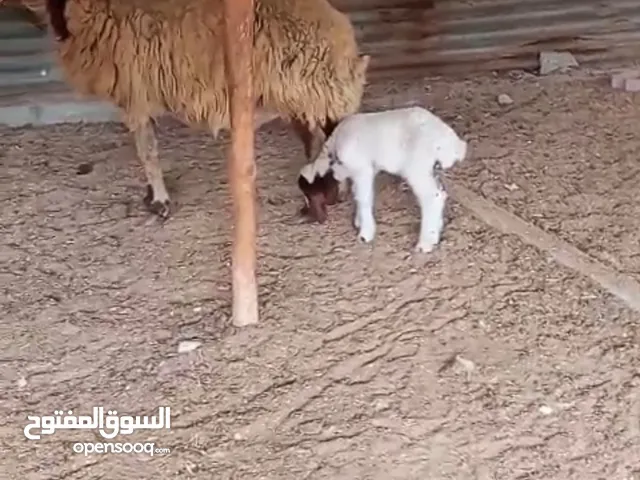 للبيع نعجتين نعيمي بيور مع تبعاتهم طلي و رخله اعمارهم 10 ايام