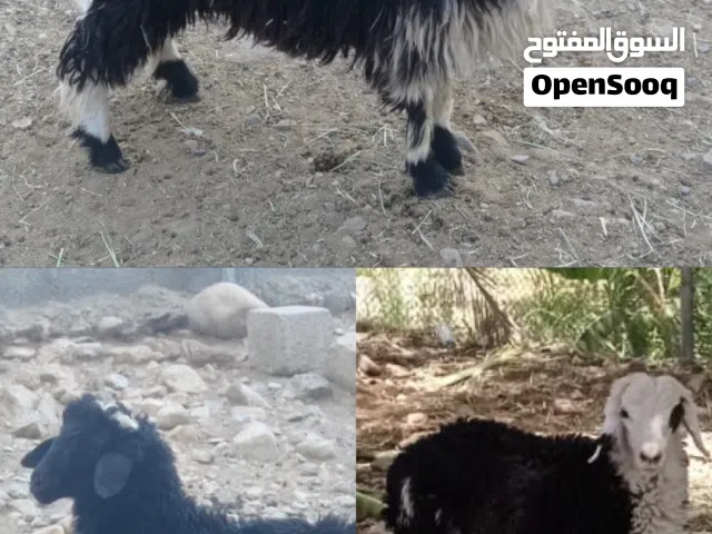 كبشان لبيع