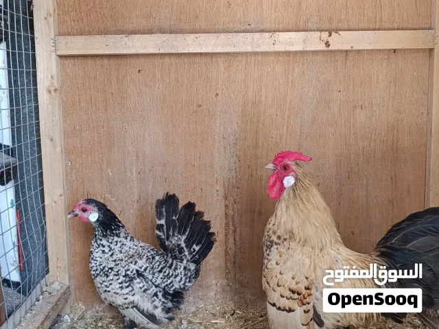 دجاح اسباني اصلي