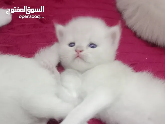 متوفر كتن همالايا بيور 4ذكور و3إناث للبيع عمرها حاليا شهر،، يمكن التسليم بعمر شهر ونص او شهرين.